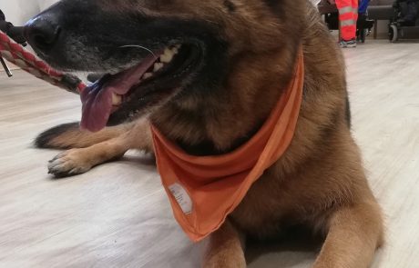 Comfort-Dog2018-Quisisana-Siena-07