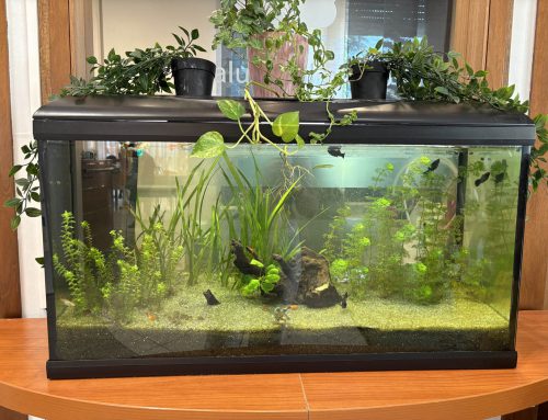 Quisisana Rimini: L’Acquario che Porta Benessere e Sorrisi agli Anziani